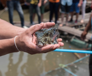 pesce palla