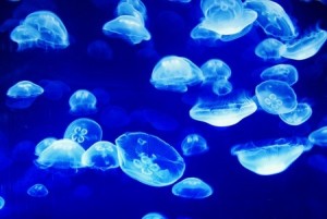 meduse